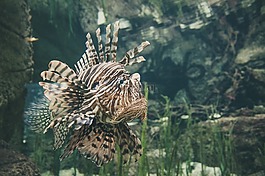魚,水,海