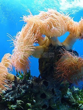 ?？?水,水族館
