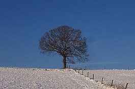 樹,雪,冬天