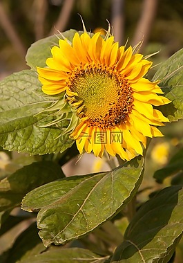 向日葵,蜜蜂,黃