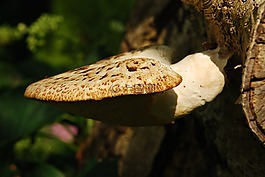 真菌,性質(zhì),林林下