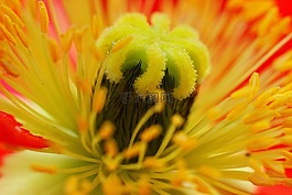 花,性質(zhì),廠