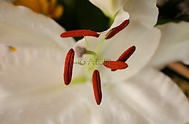花,白花,宏