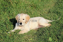 狗,小狗,動物