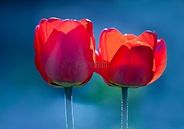 花,性質(zhì),郁金香