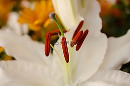 花,白花,宏