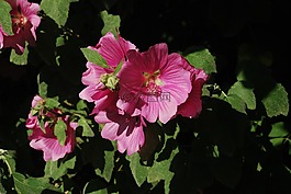 花,lavatera,性质