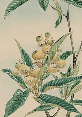 釀酒,水彩,畫