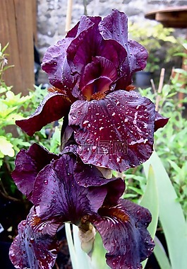 花,鳶尾花,露水