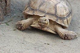 龜,動(dòng)物,動(dòng)物園