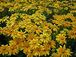 鲜花,blütenmeer,床
