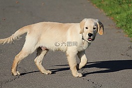 狗,小狗,動物