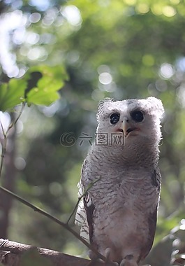 鳥,動物,動物園