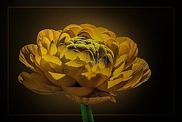 花,開花,廠