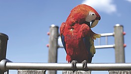 動物,鳥,多彩