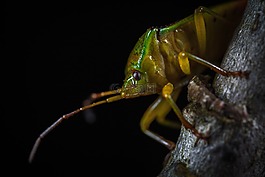 昆蟲,bespozvonochnoe,生活的本質(zhì)