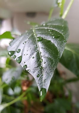 葉,綠色,植物