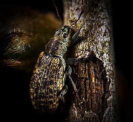 甲蟲,bespozvonochnoe,昆蟲