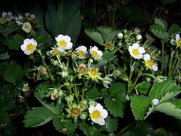 草莓,鲜花,木草莓