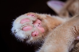 猫,爪,宠物