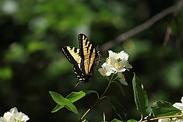 燕尾,蝴蝶,昆蟲