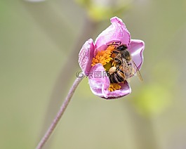 蜜蜂,花,牧草