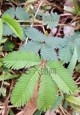 植物,綠色,自然