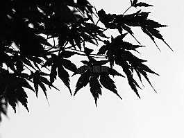黑與白,葉子,支