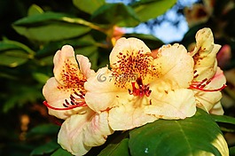 杜鵑,鮮花,布什