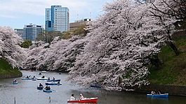 船,櫻花,公園