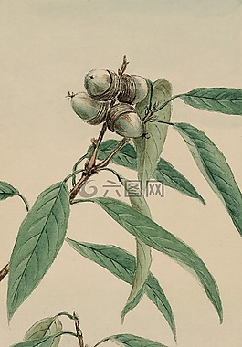 釀酒,水彩,畫