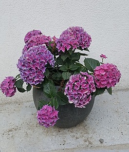 花,粉紅色,關(guān)閉