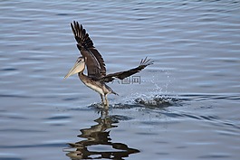 鵜,鳥,棕色