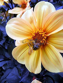 花,黃色,蜜蜂