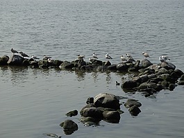 石頭,海鷗,水