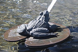 青蛙,水噴泉,動物