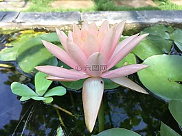 植物區(qū)系,葉,自然