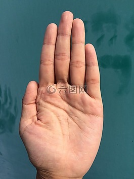 手掌,手,手指
