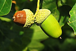 橡樹(shù),樹(shù),橡子