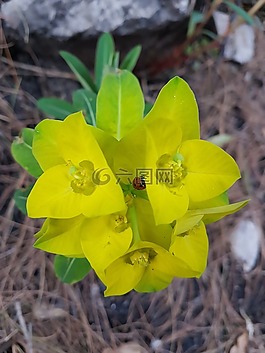 花,顏色,生活