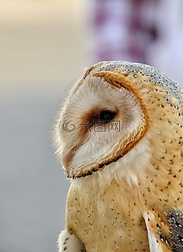 貓頭鷹谷倉,猛禽,鳥