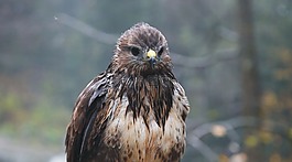 獵鷹,鳥,野生動物