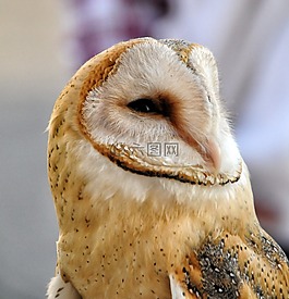 貓頭鷹谷倉,猛禽,鳥