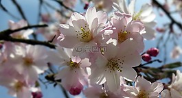 鮮花,樹,春天