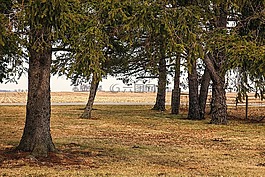 風(fēng)景,樹,藝術(shù)
