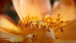 花,自然,植物區(qū)系