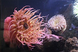 銀蓮花,坦克,水族館