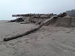 漂流木,樹干,海灘