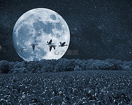夜,月亮,鸟