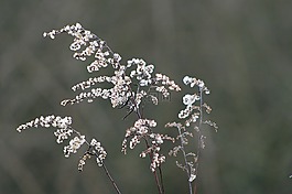 性質(zhì),花,廠